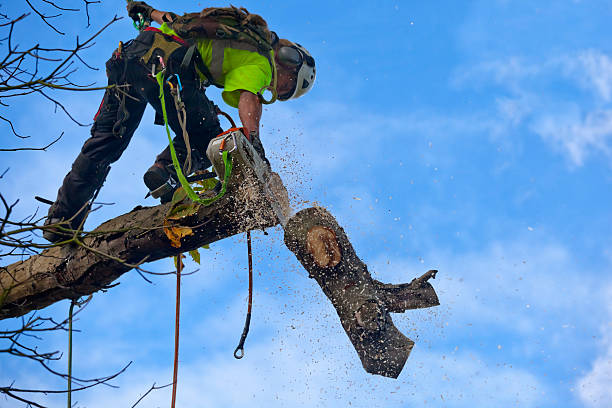 Best Leaf Removal  in Cavalier, ND