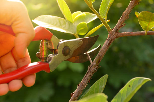 Best Tree Risk Assessment  in Cavalier, ND